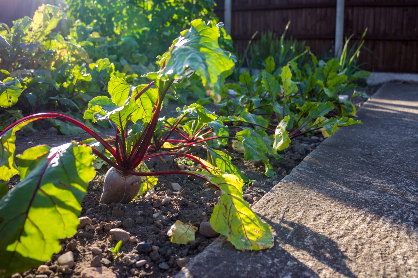 GardenPhotographyTips 9