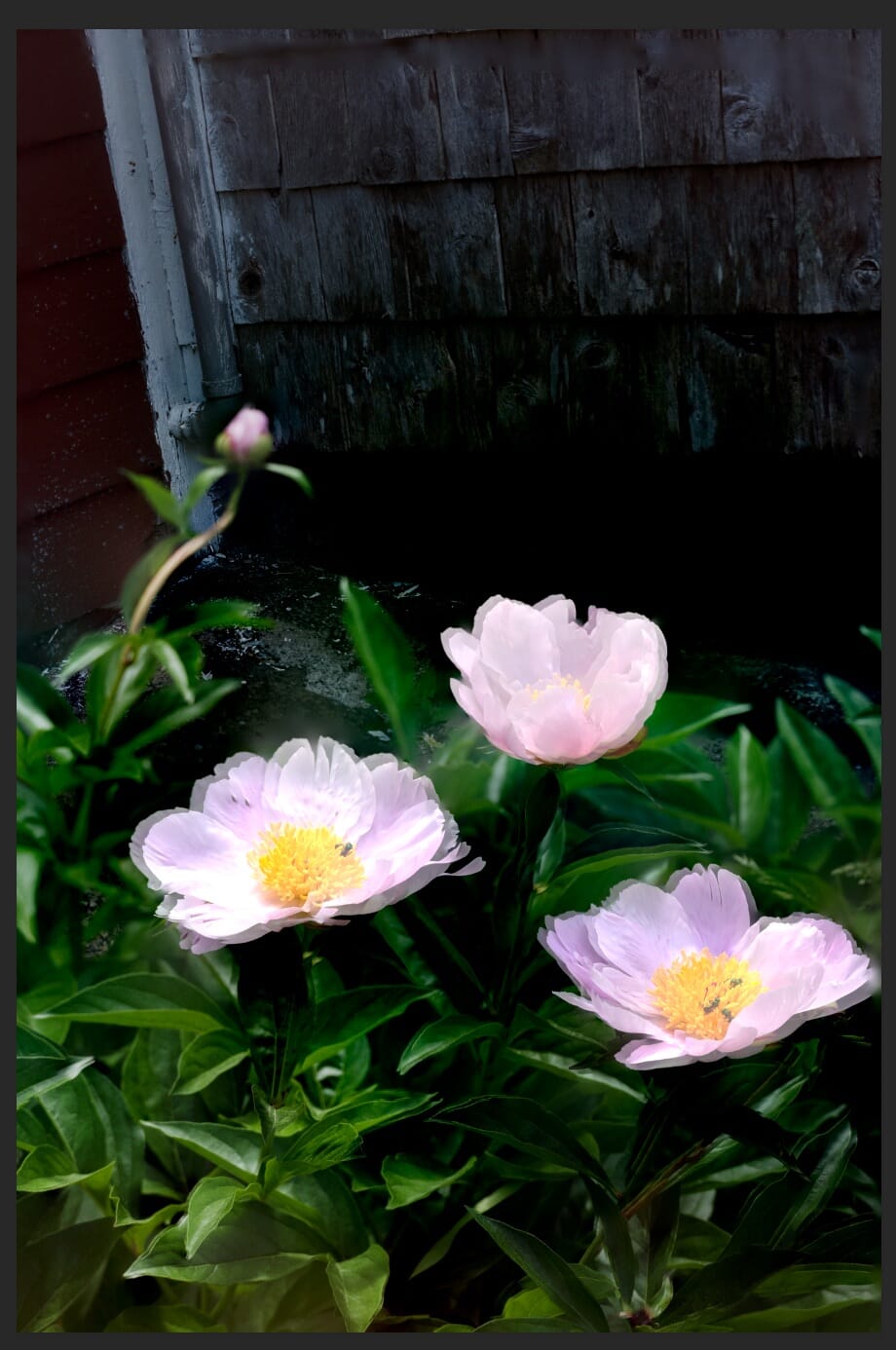 blurred focus stacking