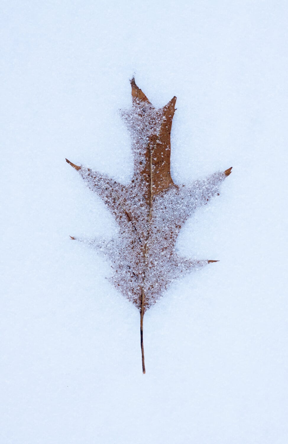 Everything is sharp in this image, leave on snow