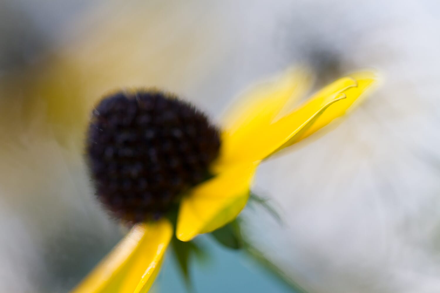 Flower out of focus