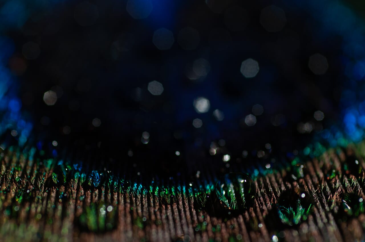 I purchased this peacock feather at the store, then sprayed it with water.