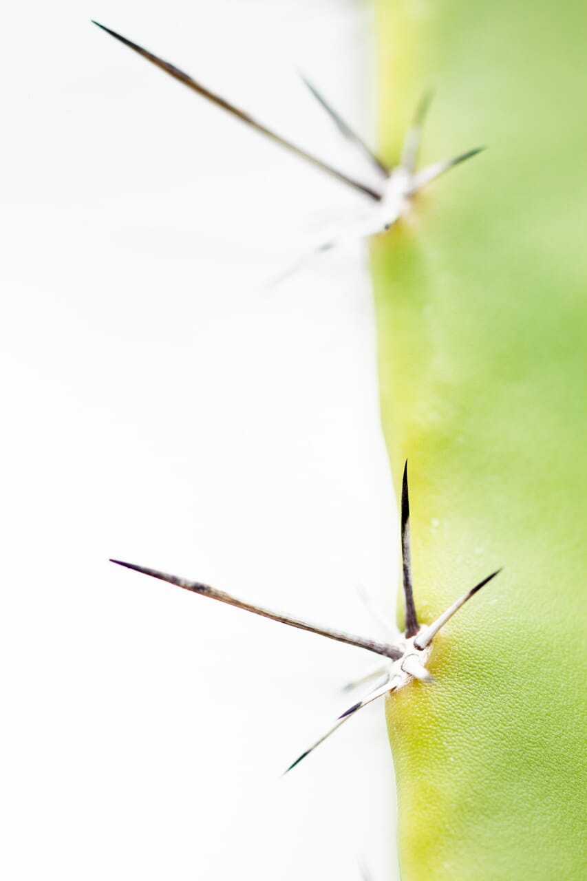 These plants make for amazing macro subjects.