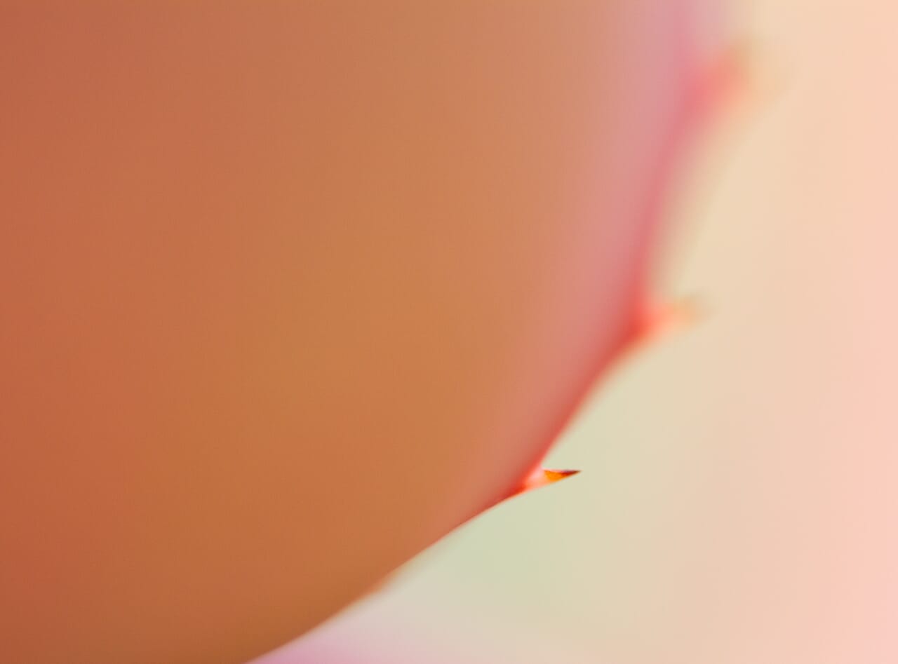 With a shallow depth of field, you can capture artistic cactus macro photos.