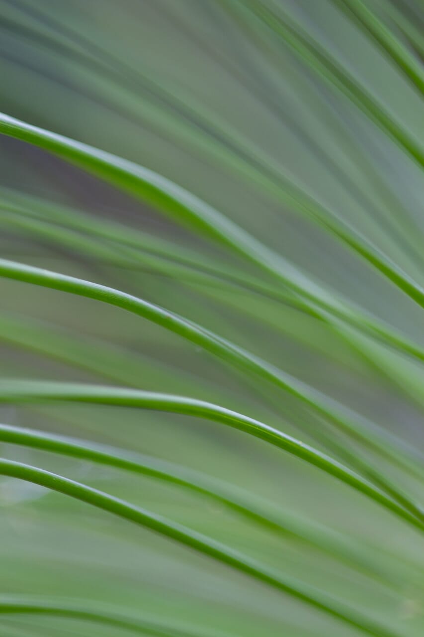 Even grass will get you some nice macro photos.
