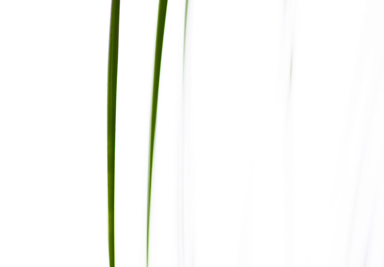 I captured this macro abstract using some tall grass.
