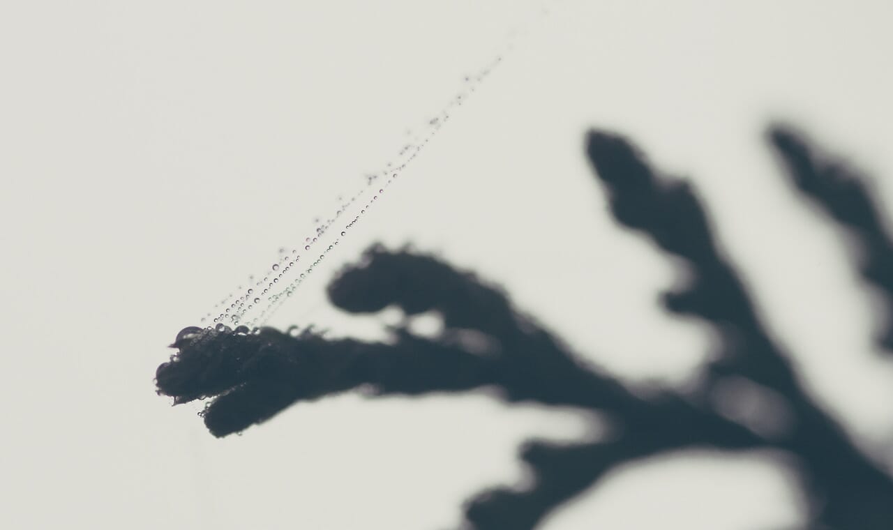 Spiderwebs and dewdrops are a magical combination.