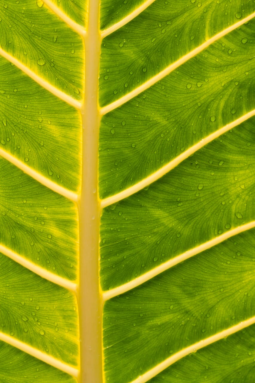 Leaves are fantastic for macro photography--no matter the season.
