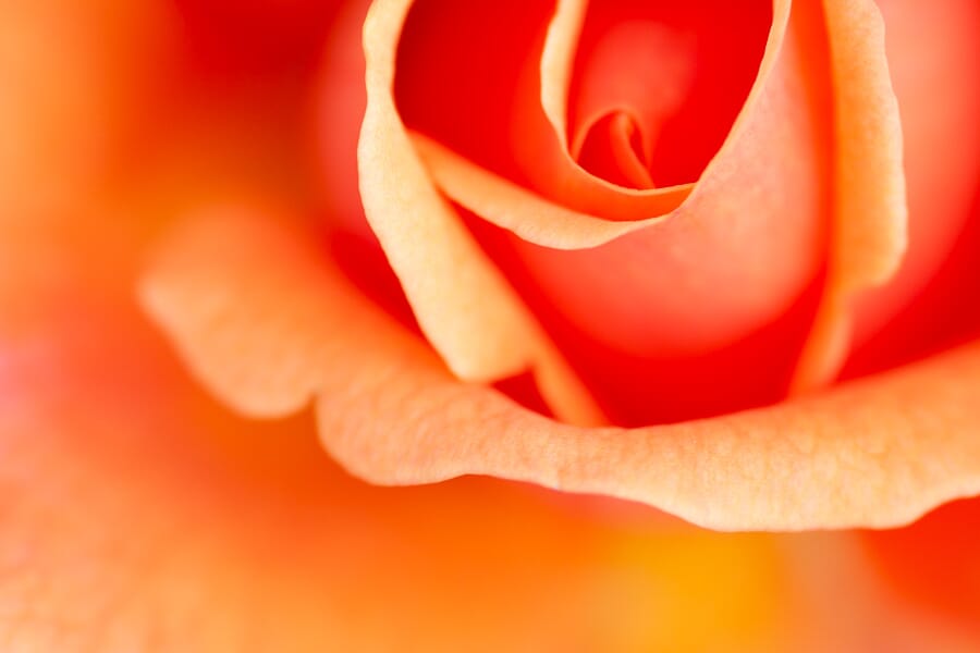 Photos like this require extremely high magnifications. Zoom in your macro lens!