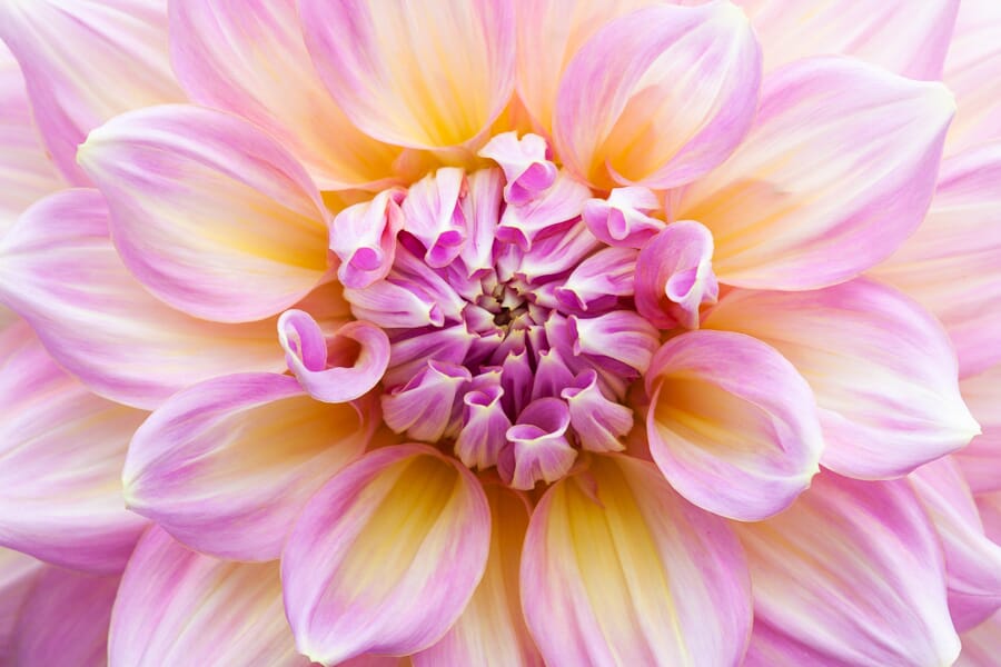 Flowers are a classic macro photography subject.