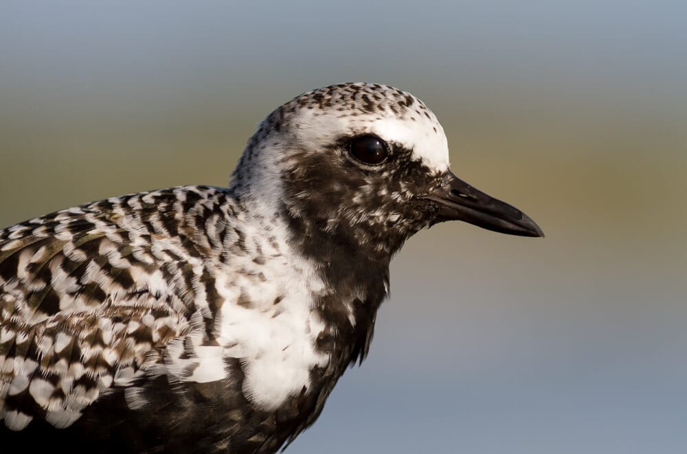 Most bird photography shows a bit more of the bird's environment. But if you want some unique macro photos, then get in close!