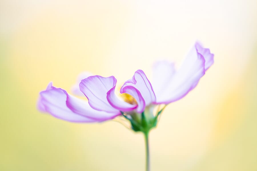 macro photography ideas