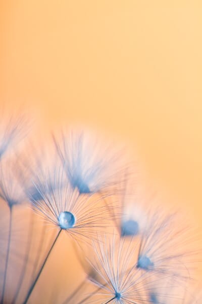 Use the setting sun to capture an amazing seedhead background!