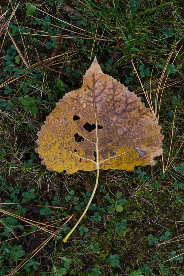 I used a fairly deep depth of field (f/8) to ensure that this leaf was sharp.