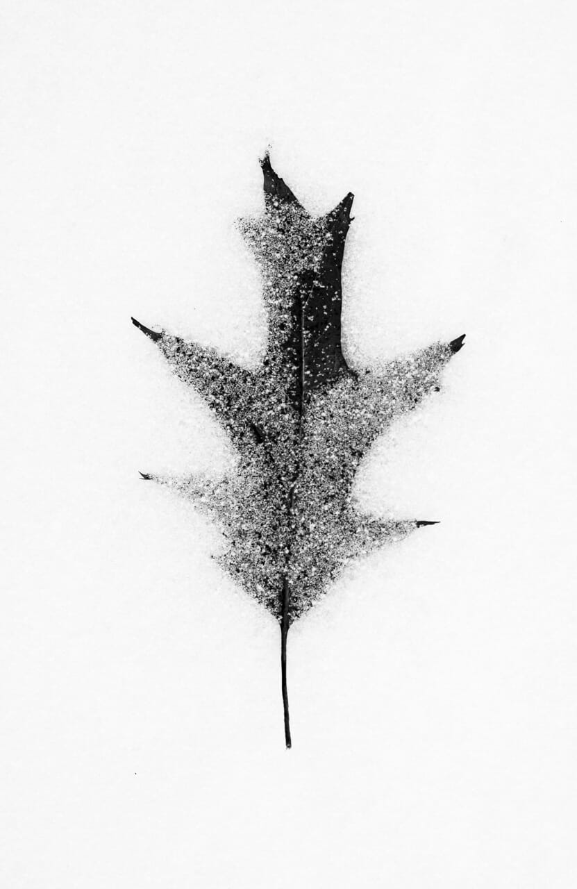 A black and white of a leaf in snow.