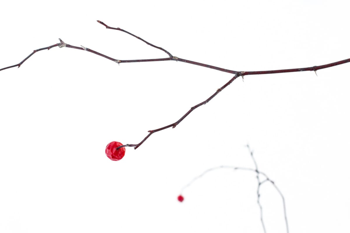 Even dead plants make for amazing macro photography subjects.