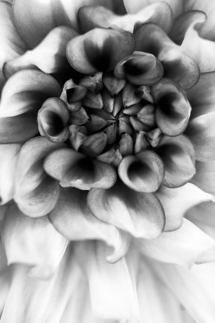 Black and white macro photography can be very rewarding.
