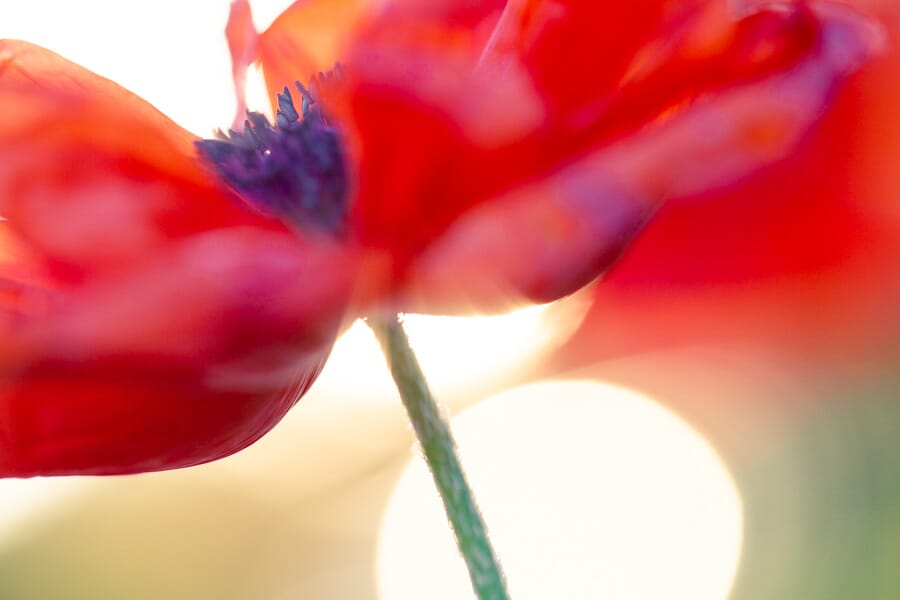 I captured this poppy shot with some careful backlighting. Notice that the sun is behind the poppy, nearly poking through.