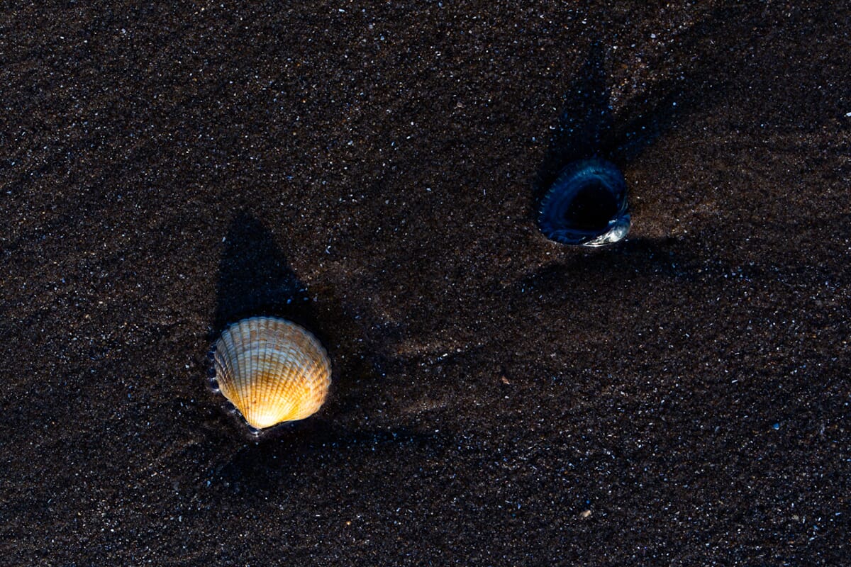 I loved how the second shell complemented the first.