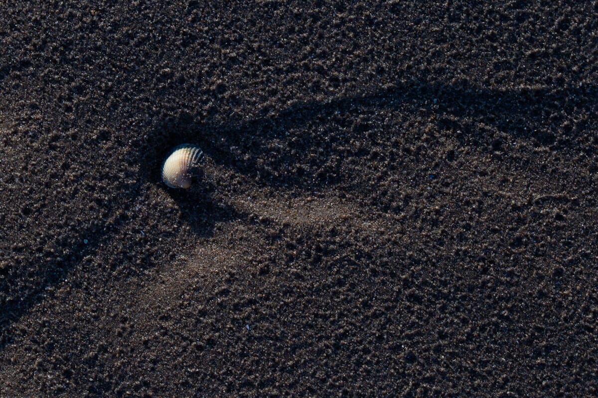 Whenever I see lone shells in the sand, I get excited. And this was no exception!
