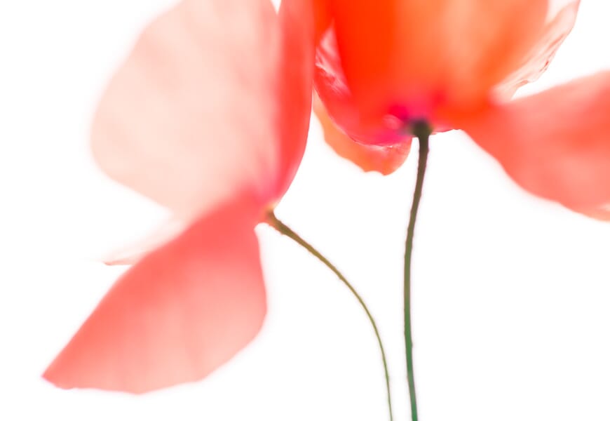 Prepare for a whole host of exciting macro photography ideas!