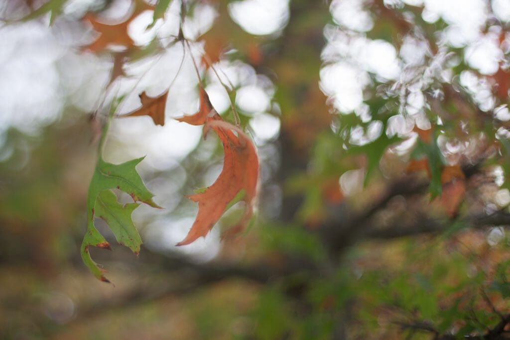 Leaves on trees in fall make for an amazing macro opportunity!
