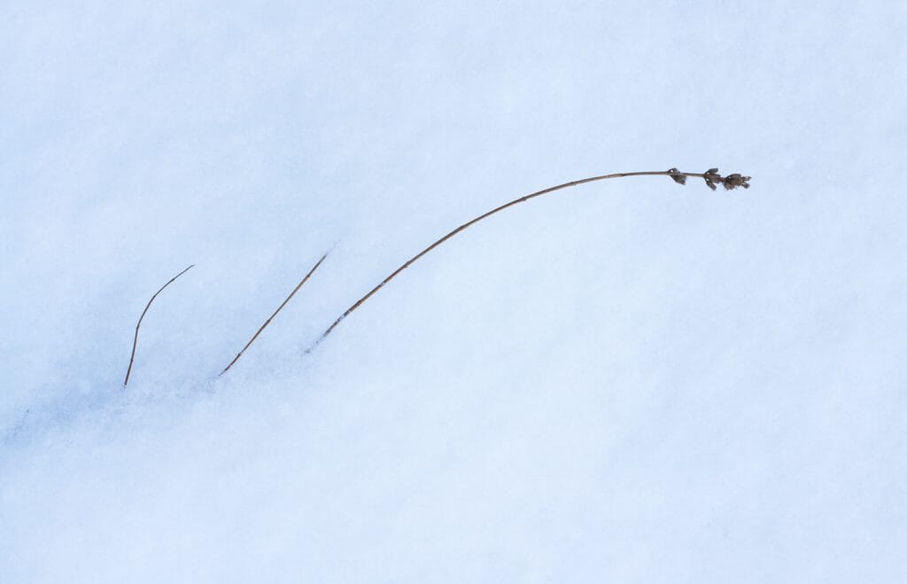 Dead plants in the snow.