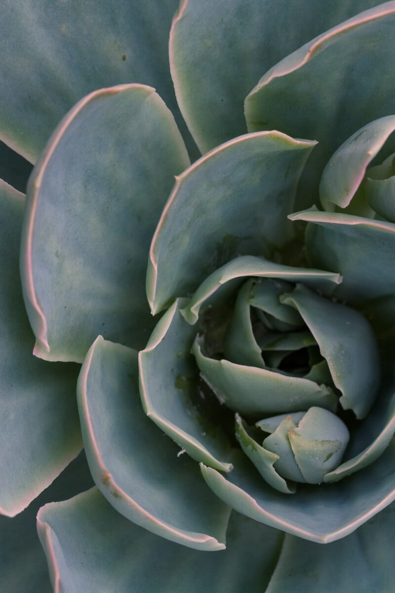 Succulents are perfect for macro photography!