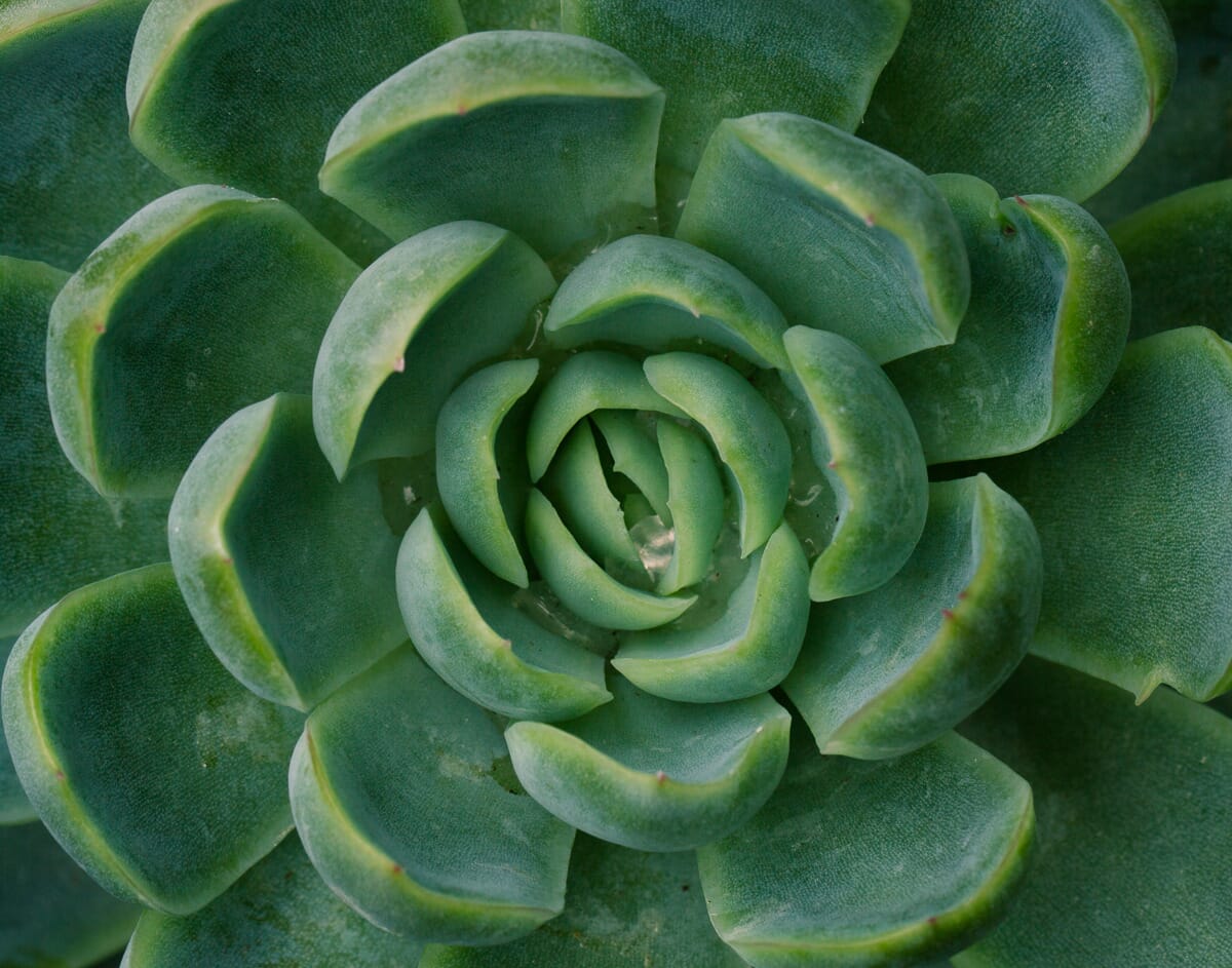 I used symmetry to enhance this succulent photo. The circular pattern made it possible!