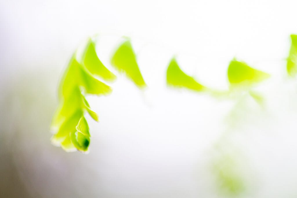 Plants blooming in spring.