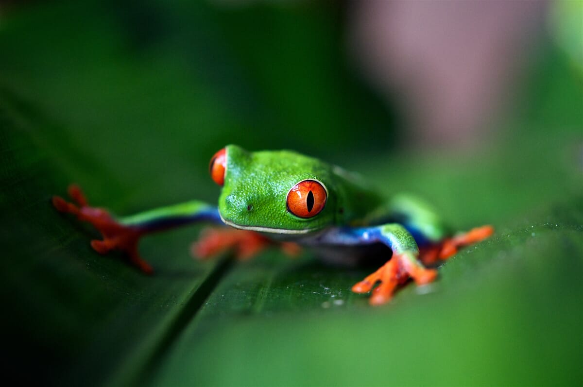 If you have a pet frog, take some photos!