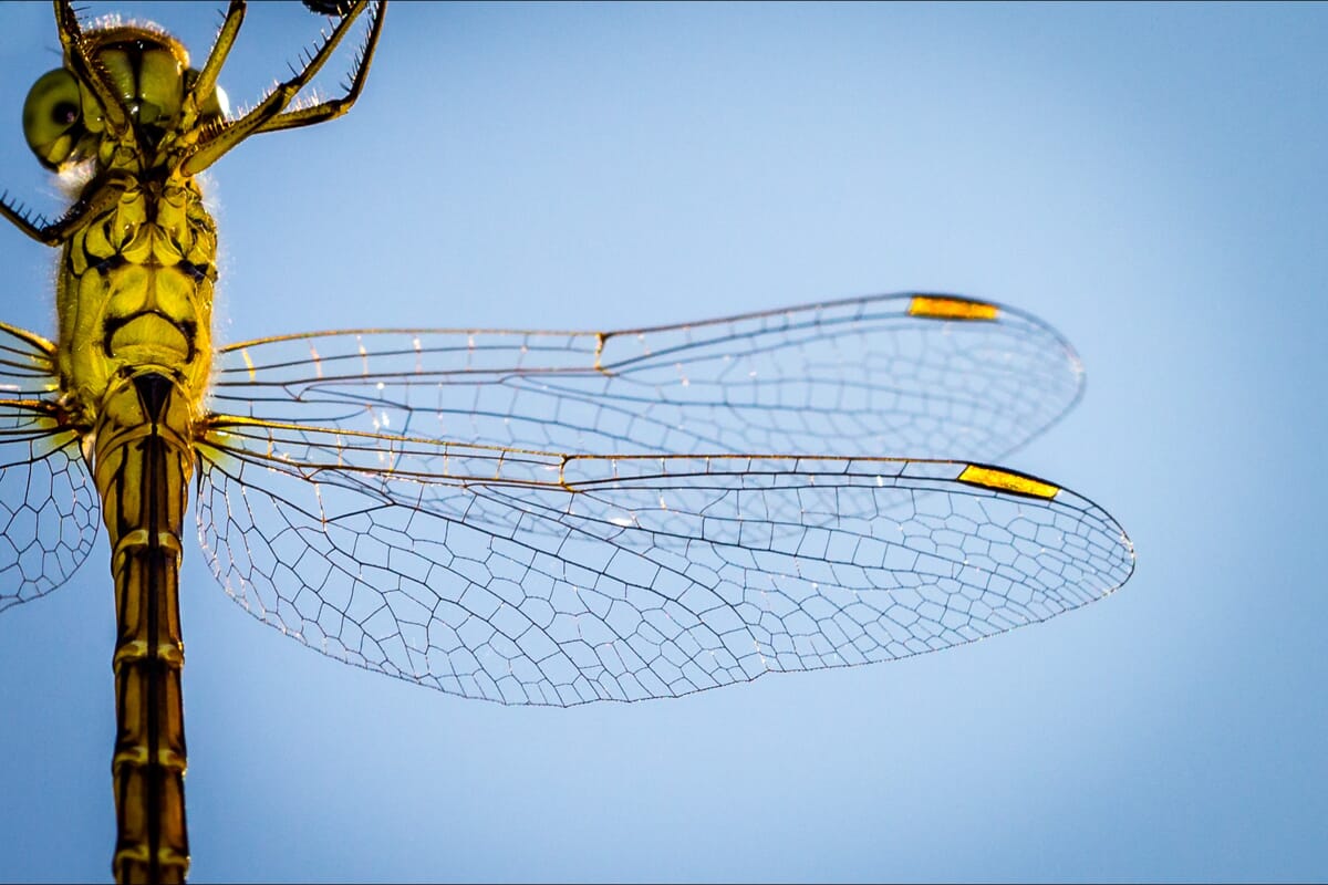 Photograph dragonflies whenever you seem them. They're a wonderful subject.