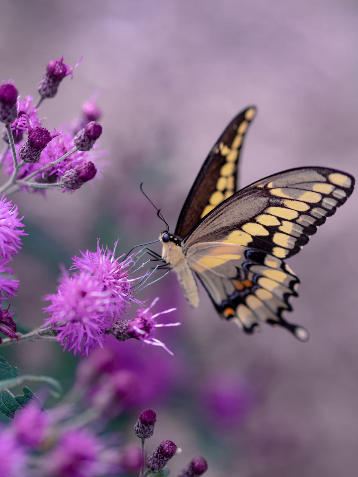 It's hard to go wrong with butterflies. They're perfect macro photography subjects!