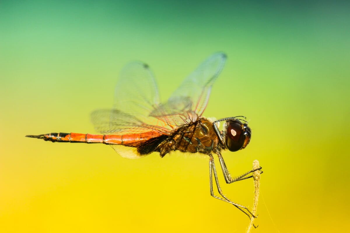 Look at the colors you can get with a good dragonfly (and a good background!).
