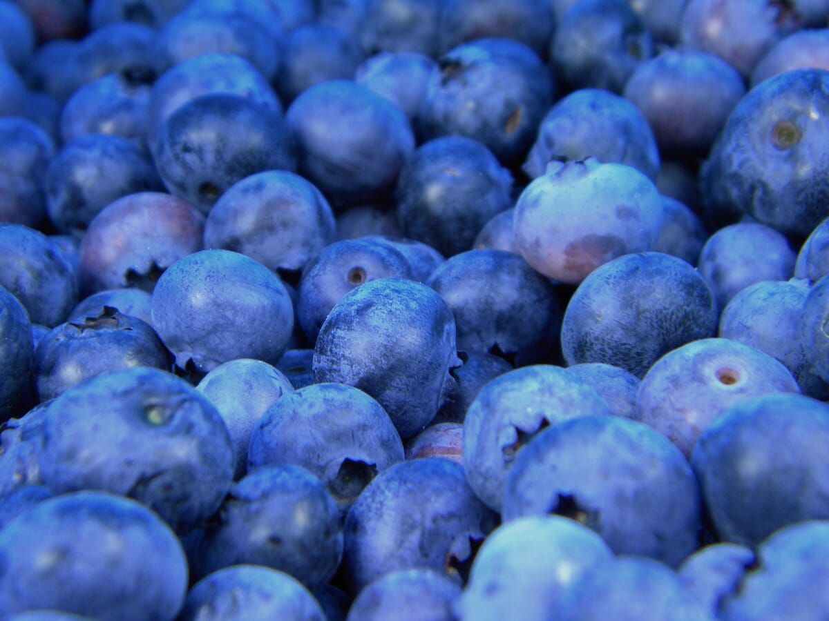 This mountain of blueberries provided some great photography opportunities.