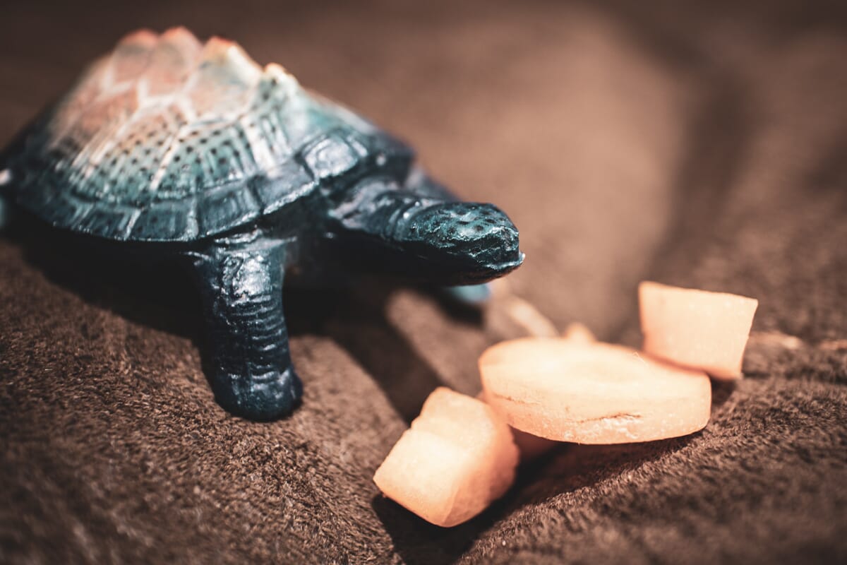 turtle and carrot