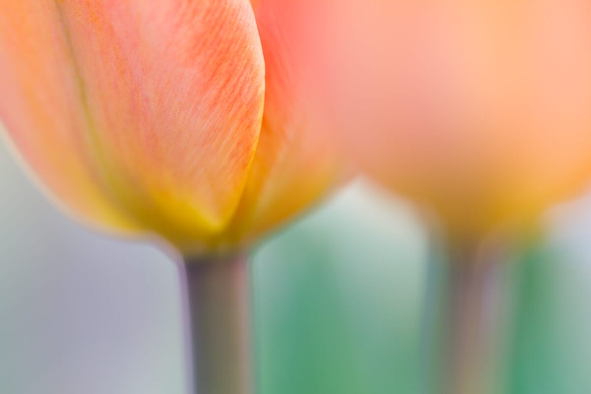 abstract flower photography