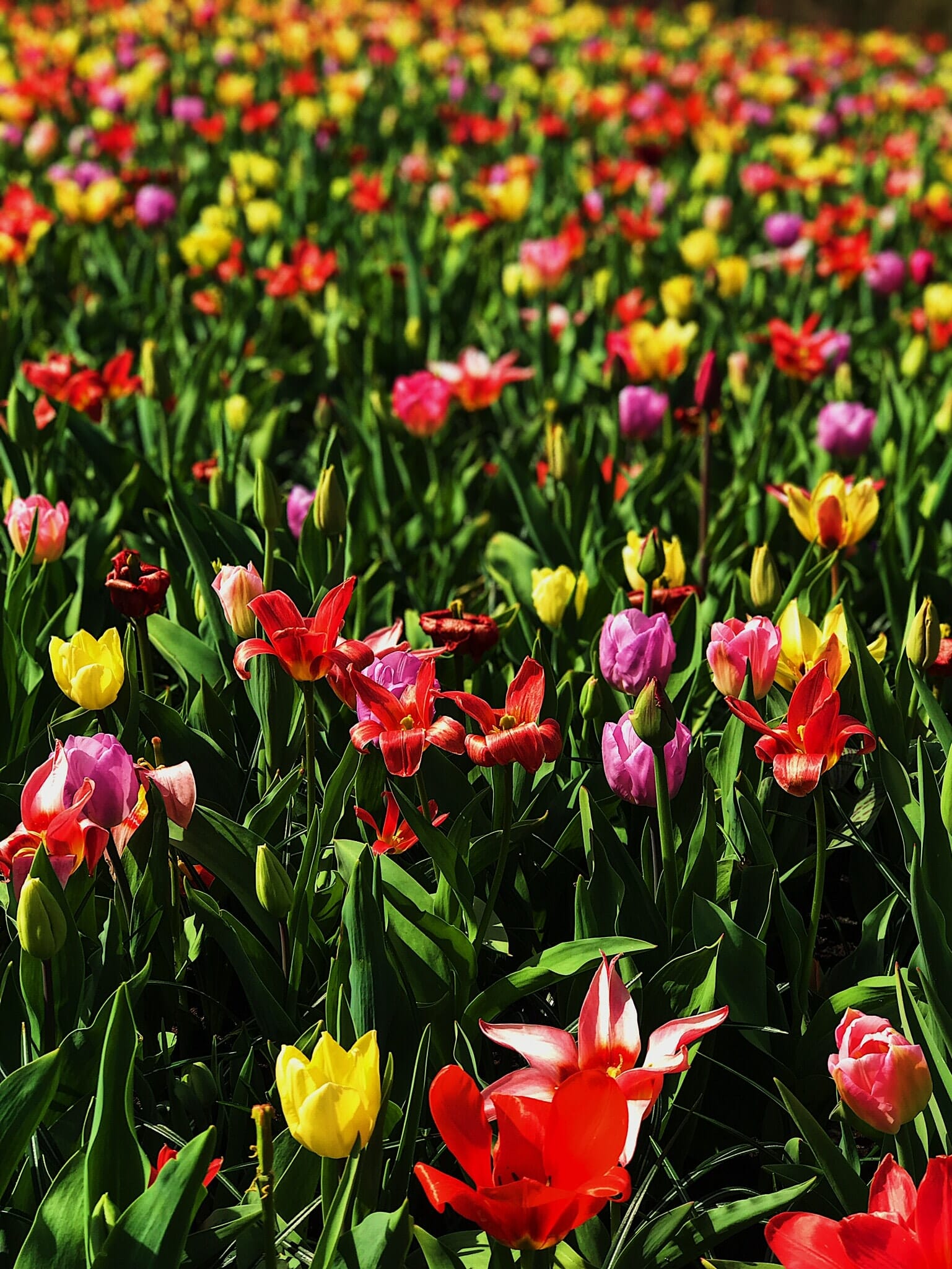 colorful tulips