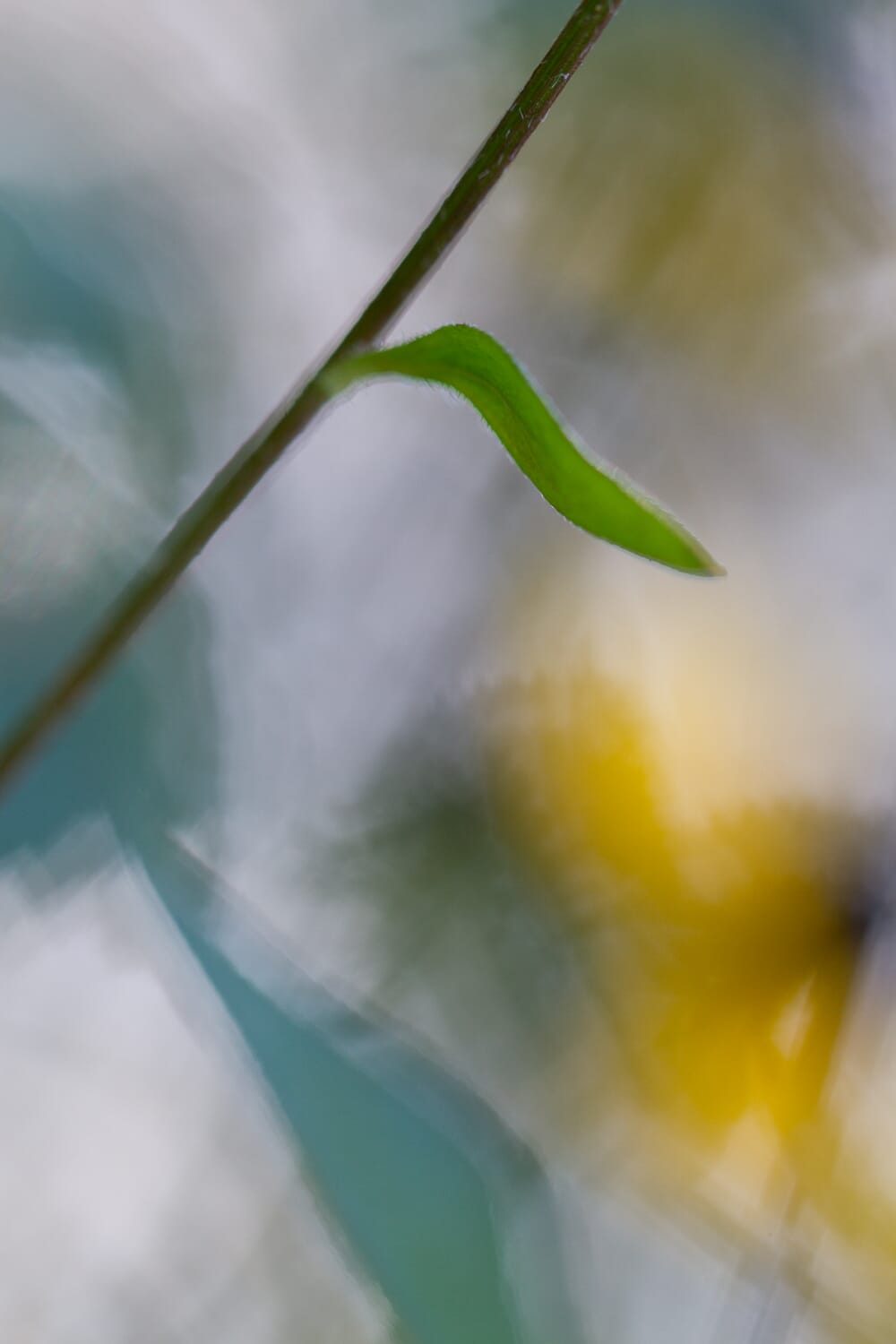 lines in nature photography