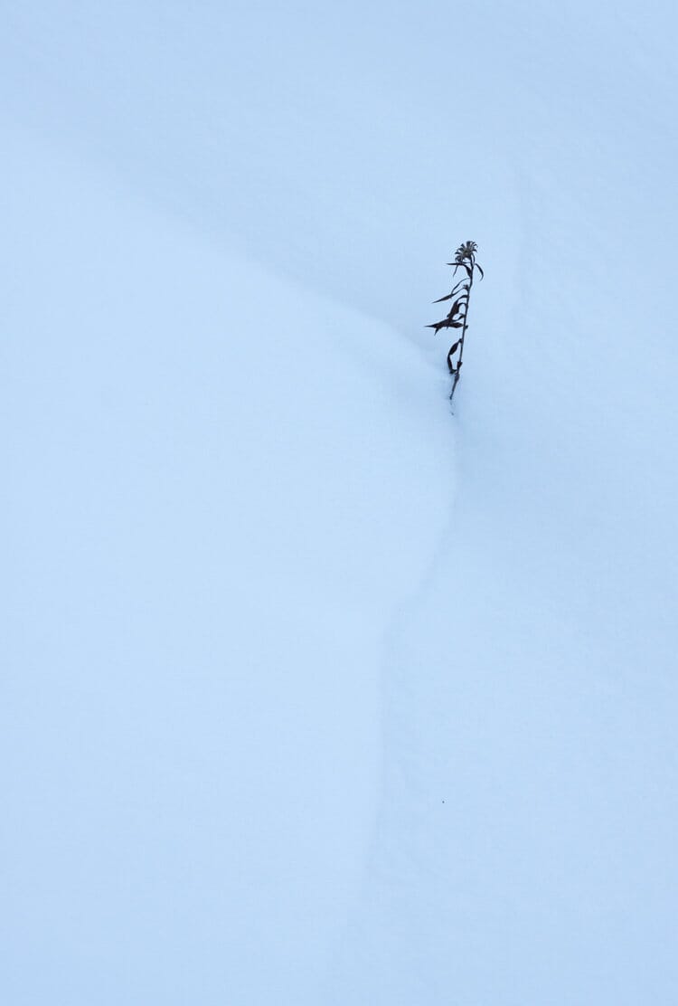 lines in the snow