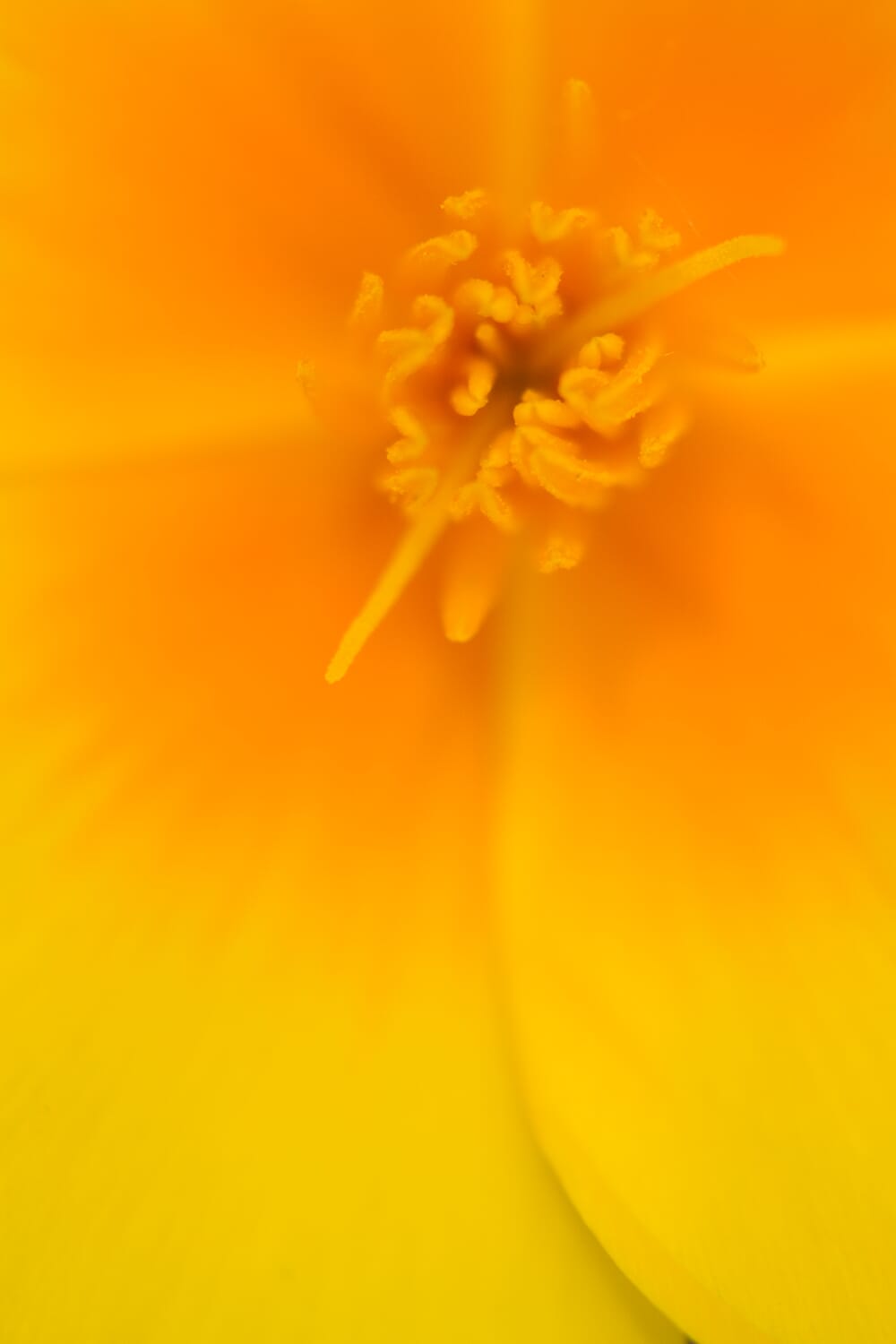 macro flower showing lines in photography