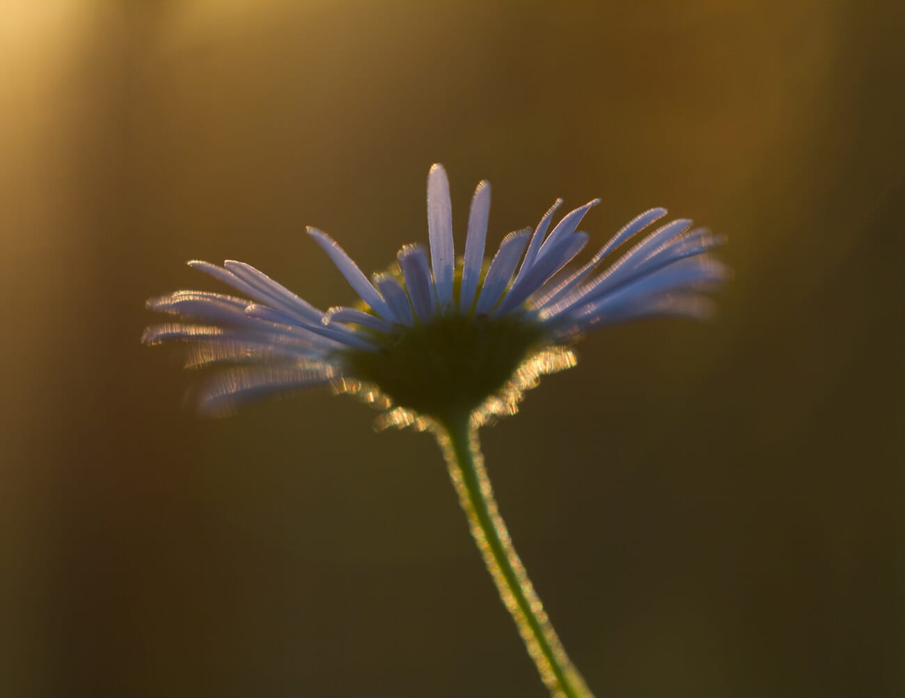 Low light aster flower photo taken by stabilizing against the ground