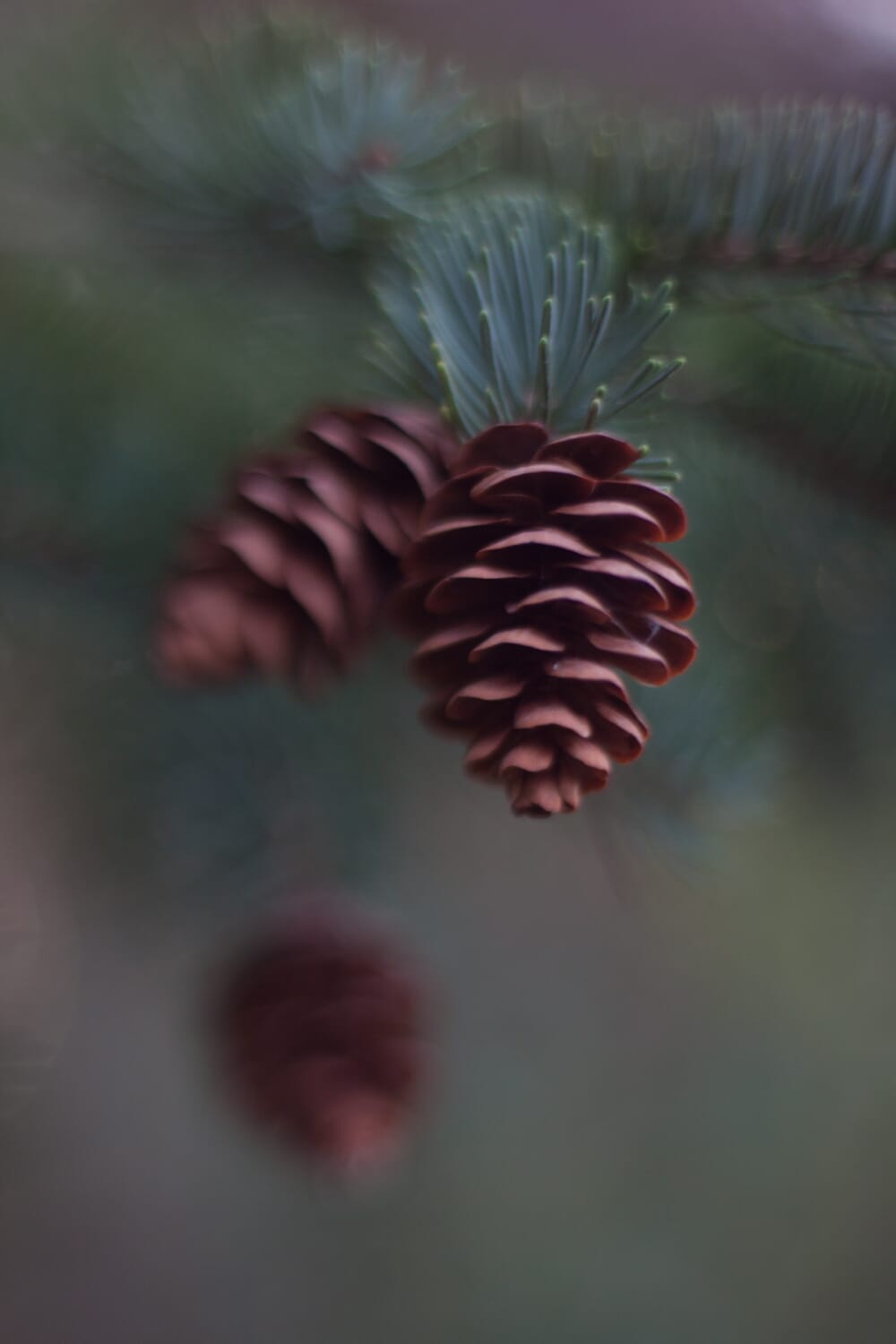 Use ISO in low light situations
