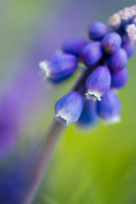Grape hyacinth with green background close-up macro photo