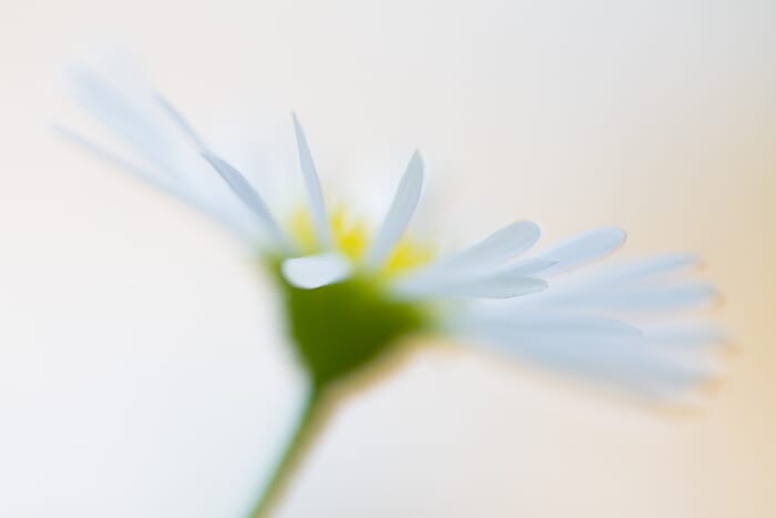 macro photo small aster with blurry background