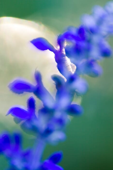 macro photography shallow depth of field beautiful background bokeh