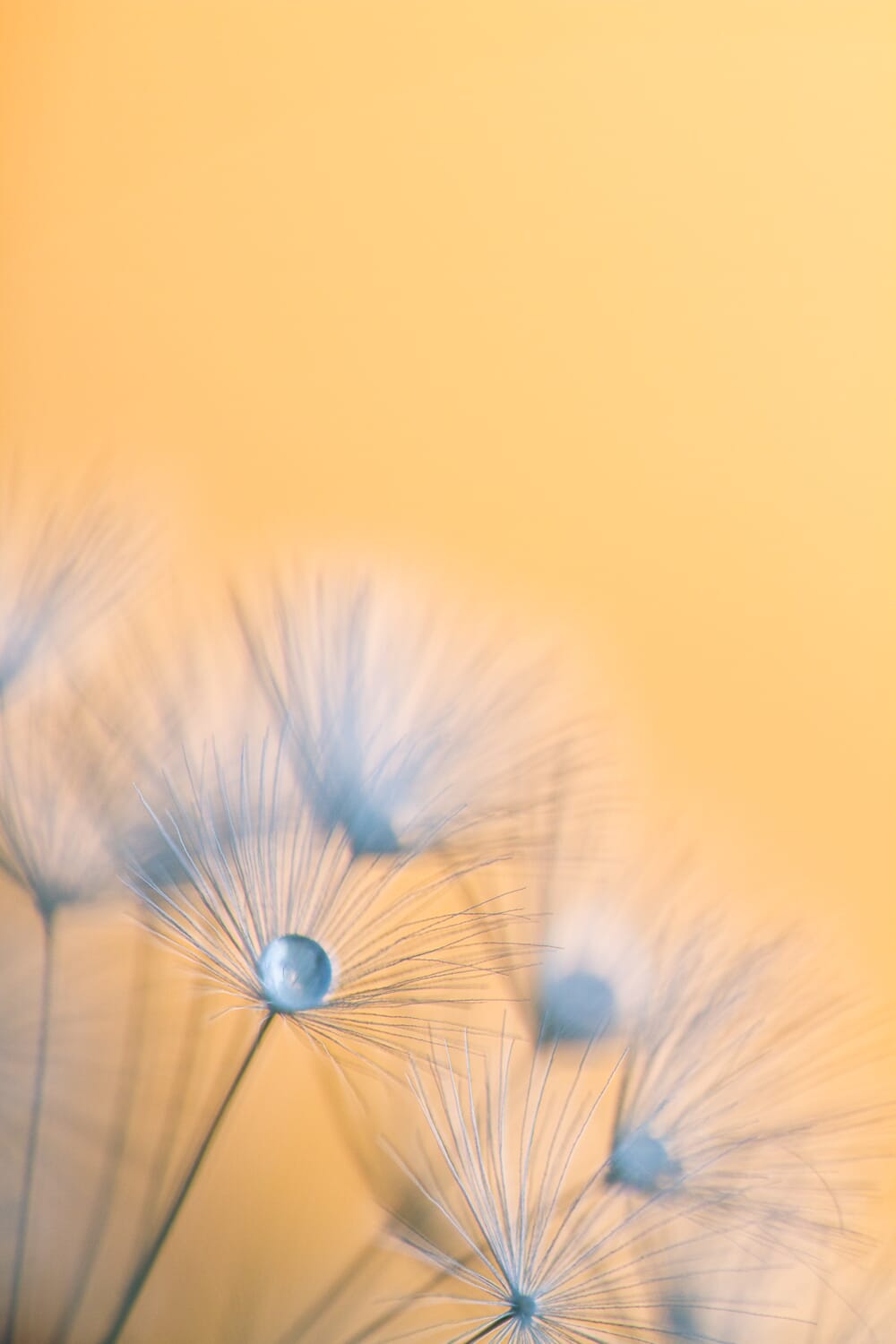 Capturing this shot of a dandelion seedhead took a lot of careful manual focusing.
