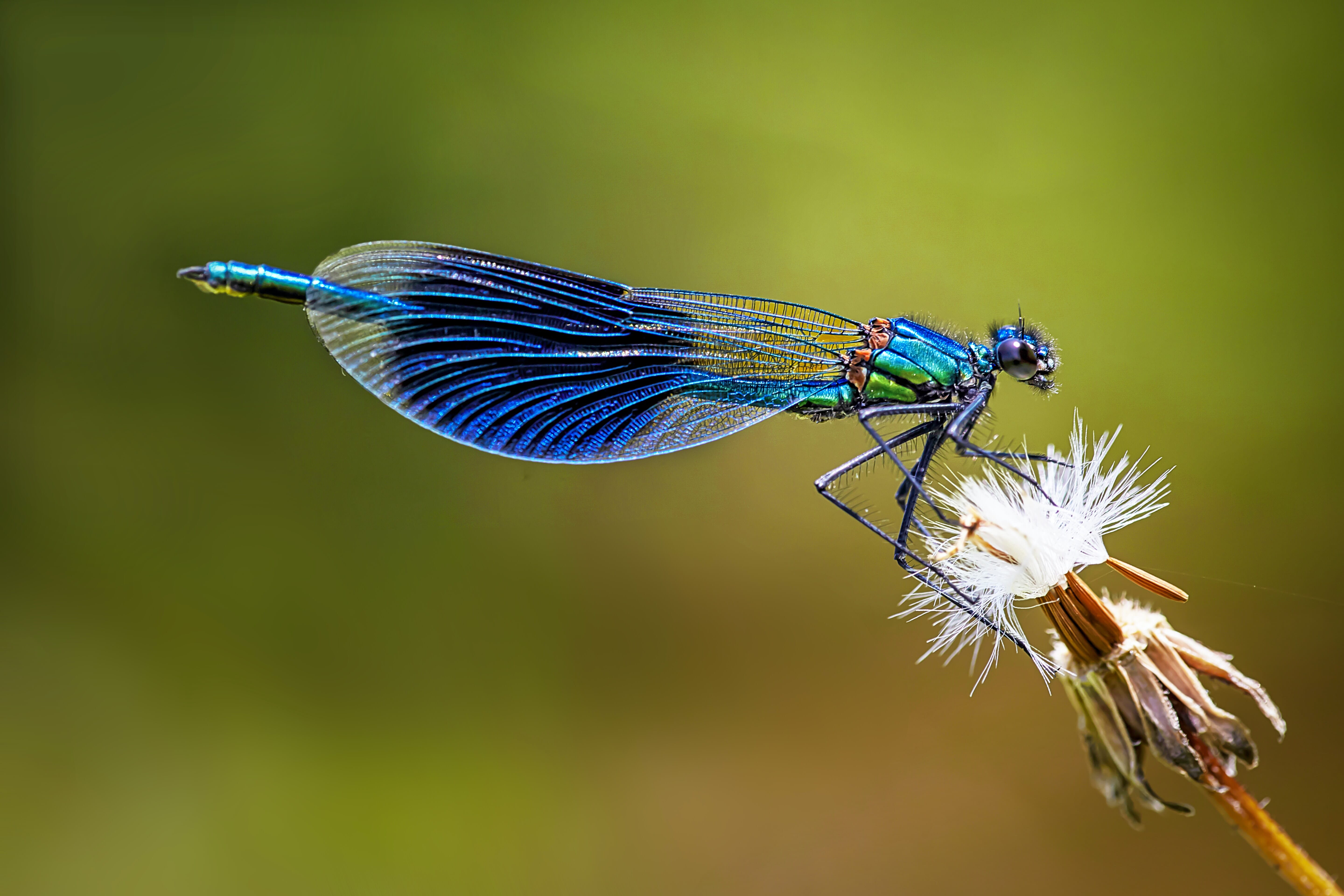 dragonfly macro photo with no color cast