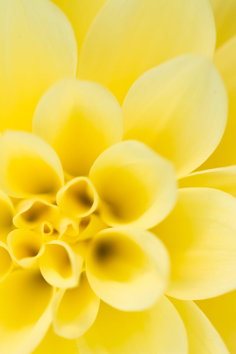 Flower closeup