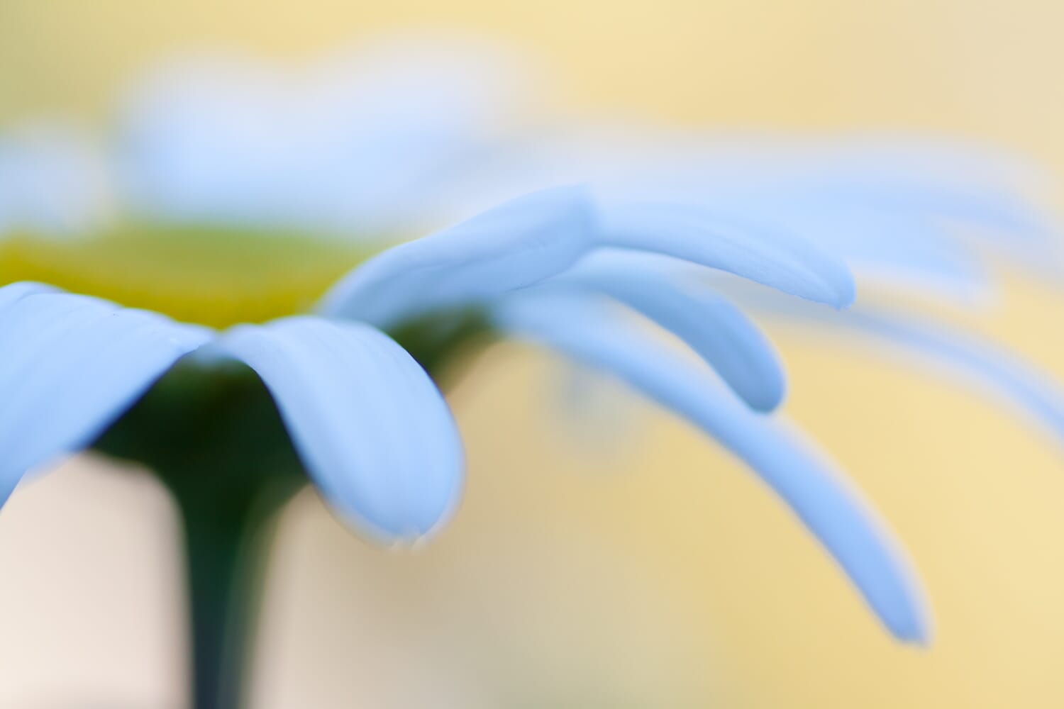 manual focus 4