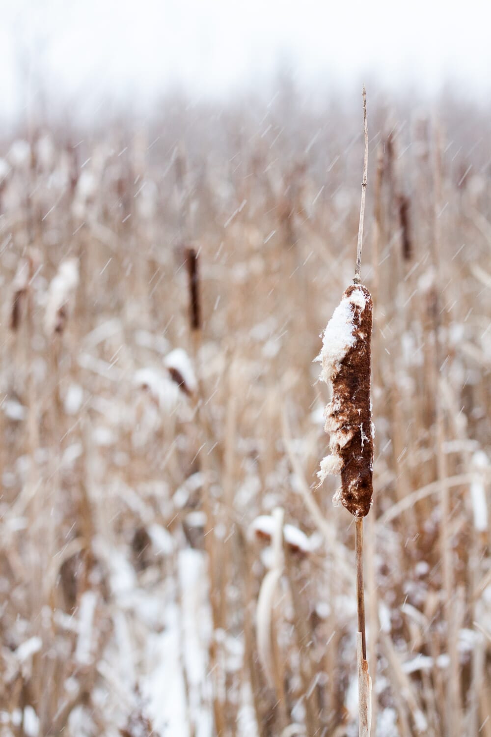 Landscape shot using manual focus mode
